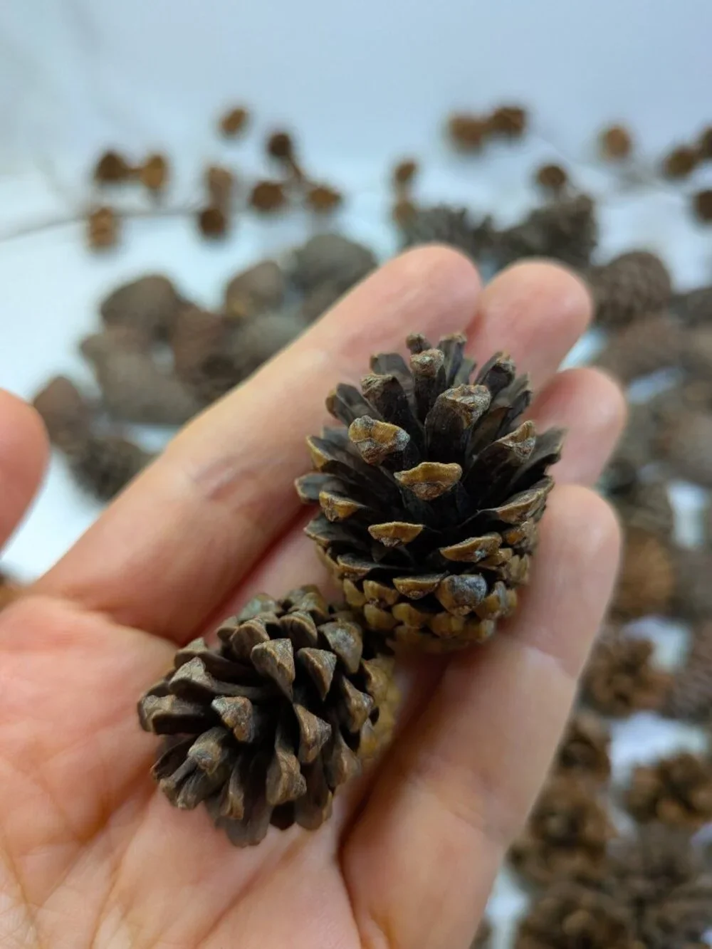 Huge 130+ Pc Botanical Craft Supply Lot Sweetgum Lotus Pods Acorns Pinecones